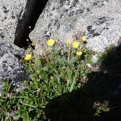 Potentilla × villosula