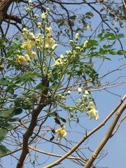 Magnoliopsida