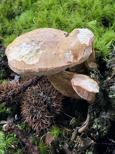 Bitter Bolete