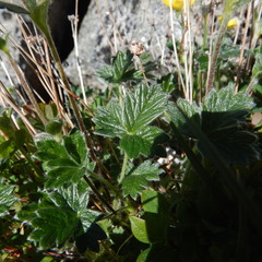 Potentilla × villosula