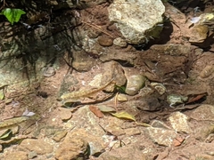 Salmo trutta