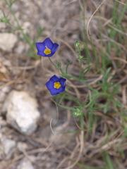 Giliastrum rigidulum