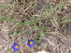 Giliastrum rigidulum