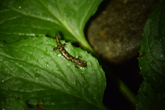 Desmognathus imitator