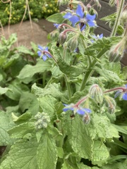 Borago