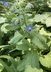 Borago