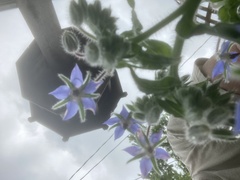 Borago