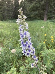 Delphinium × occidentale