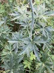 Delphinium × occidentale
