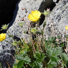 Potentilla × villosula