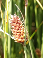 Carex extensa