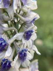 Delphinium × occidentale