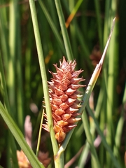 Carex extensa
