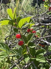 Viburnum edule