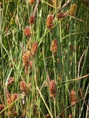 Carex extensa