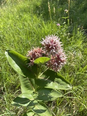 Viburnum edule