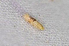 Bucculatrix coronatella