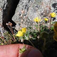 Potentilla × villosula
