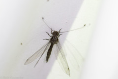 Ululodes macleayanus