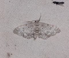Idaea incisaria