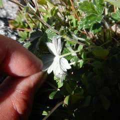 Potentilla × villosula