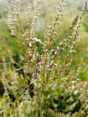 Calluna vulgaris