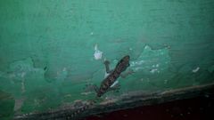 Hemidactylus platyurus