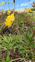 Anthyllis vulneraria alpestris