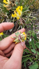 Anthyllis vulneraria alpestris