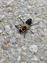 Chauliognathus distinguendus