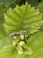 Rhogogaster chlorosoma
