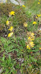 Anthyllis vulneraria alpestris