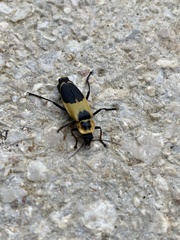 Chauliognathus distinguendus