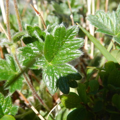 Potentilla × villosula