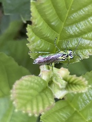 Rhogogaster chlorosoma
