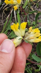 Anthyllis vulneraria alpestris