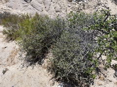 Maytenus phyllanthoides