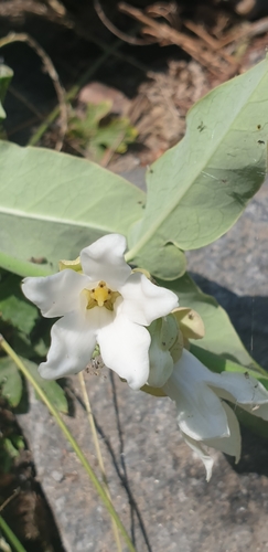 photo of White Bladderflower (Araujia sericifera)
