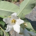 photo of White Bladderflower (Araujia sericifera)