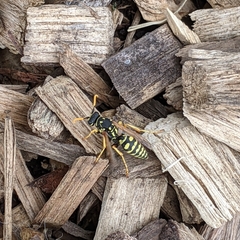 Polistes dominula