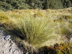 Chionochloa rigida rigida