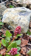 Rumiceae
