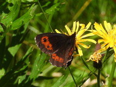 Erebia euryale