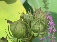 Hibiscus laevis