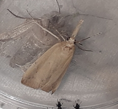 Schoenobius gigantella