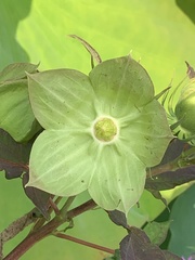 Hibiscus laevis