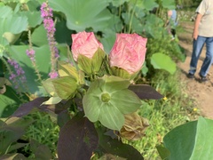 Hibiscus laevis