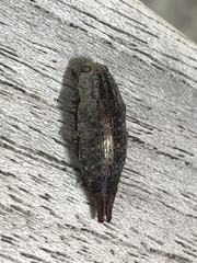 Dicerca tenebrica