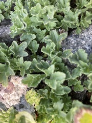 Erigeron flabellifolius