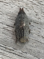 Dicerca tenebrica